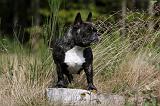 BOULEDOGUE FRANCAIS 876